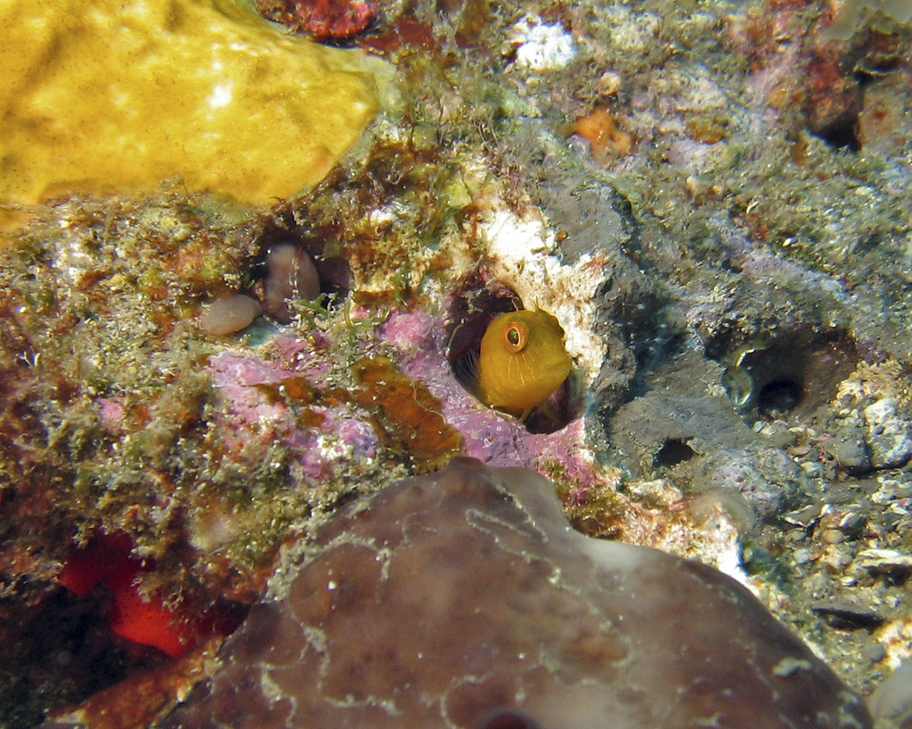 Blenny