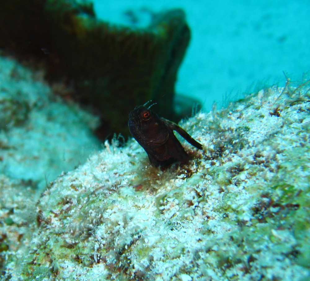 blenny1