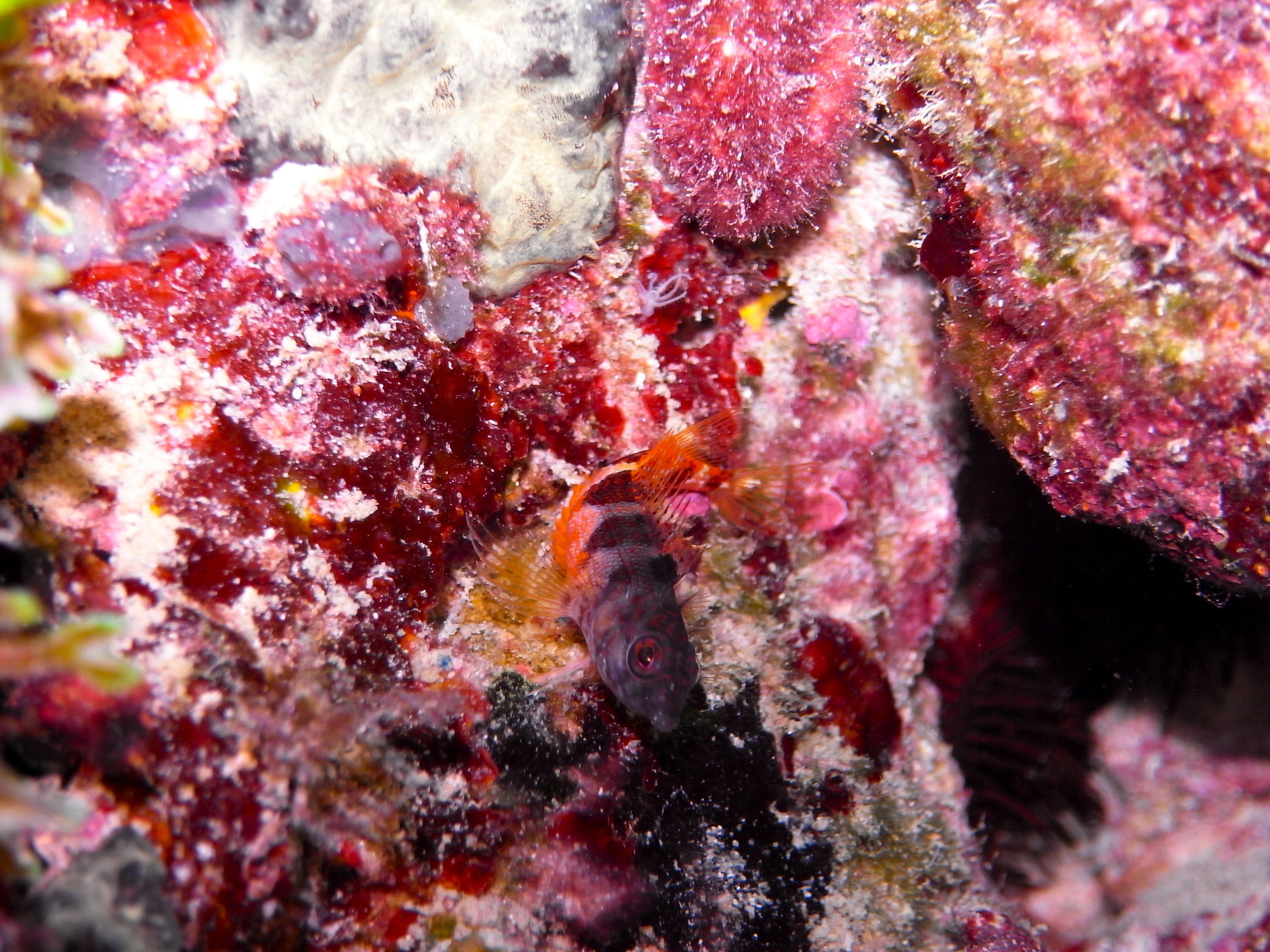 Blenny10