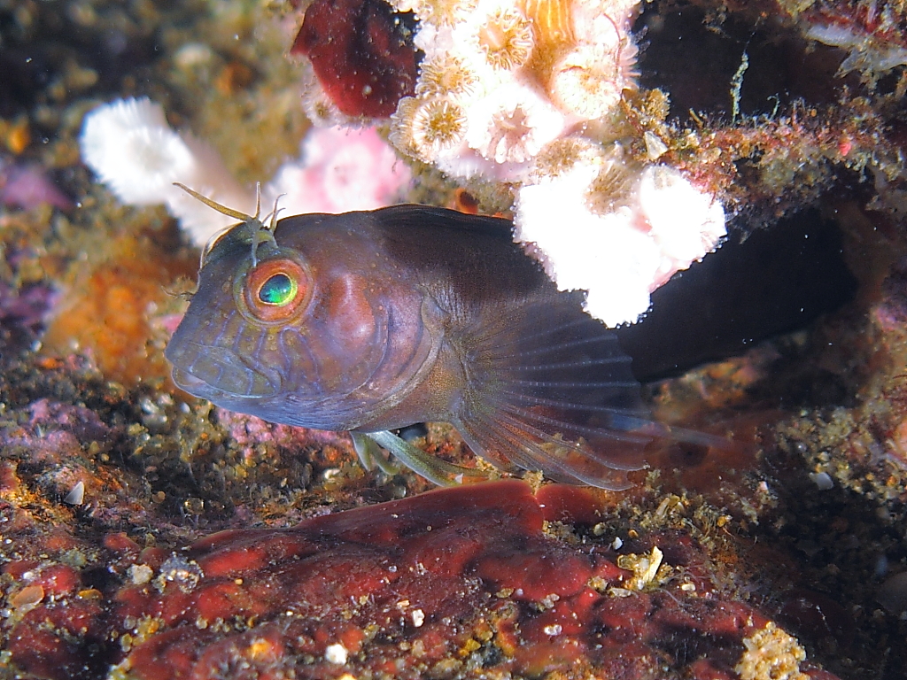 blenny10001