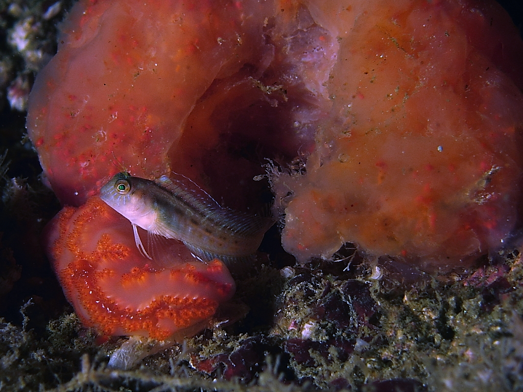 Blenny10002