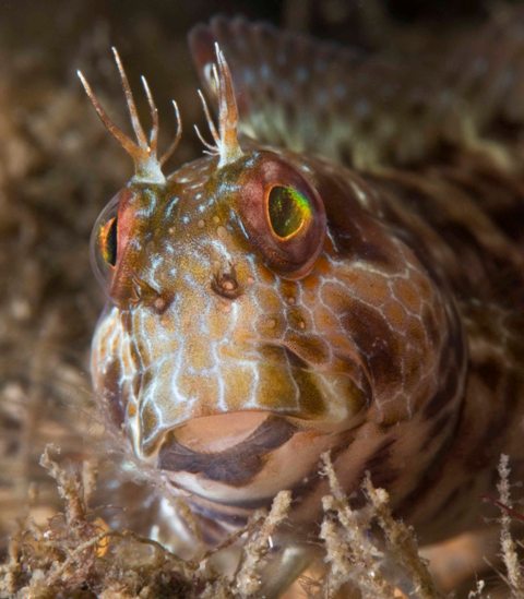 blenny14