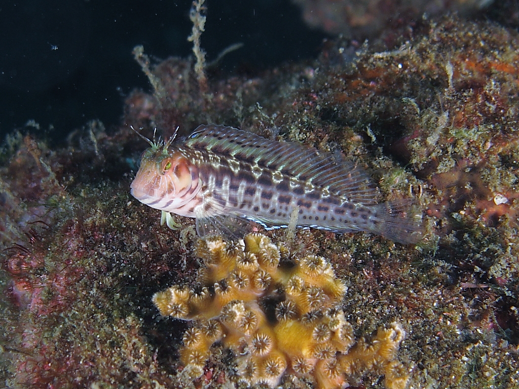 Blenny1400