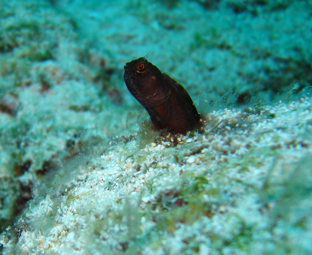 blenny2