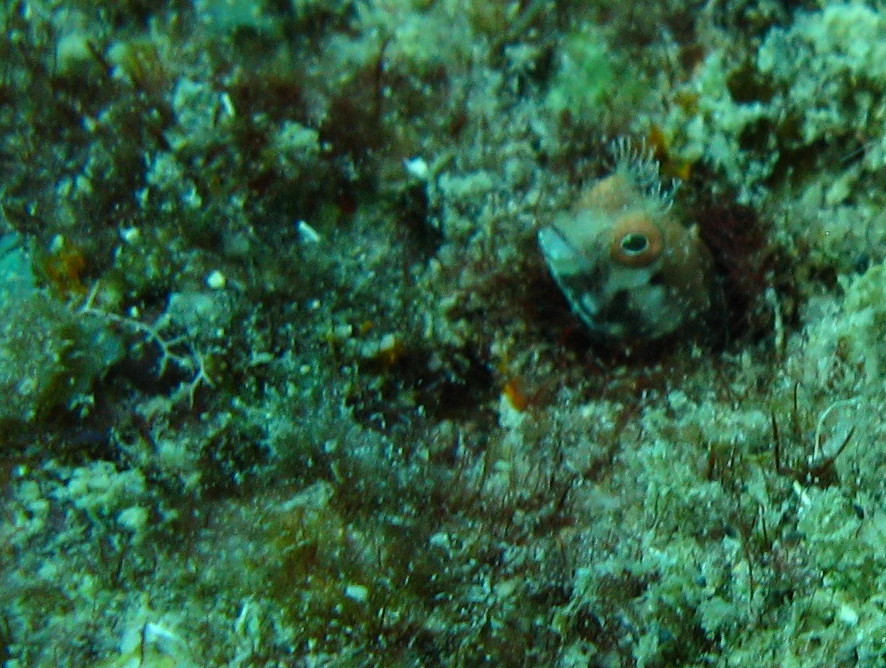 Blenny3