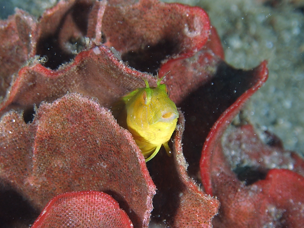 blenny800