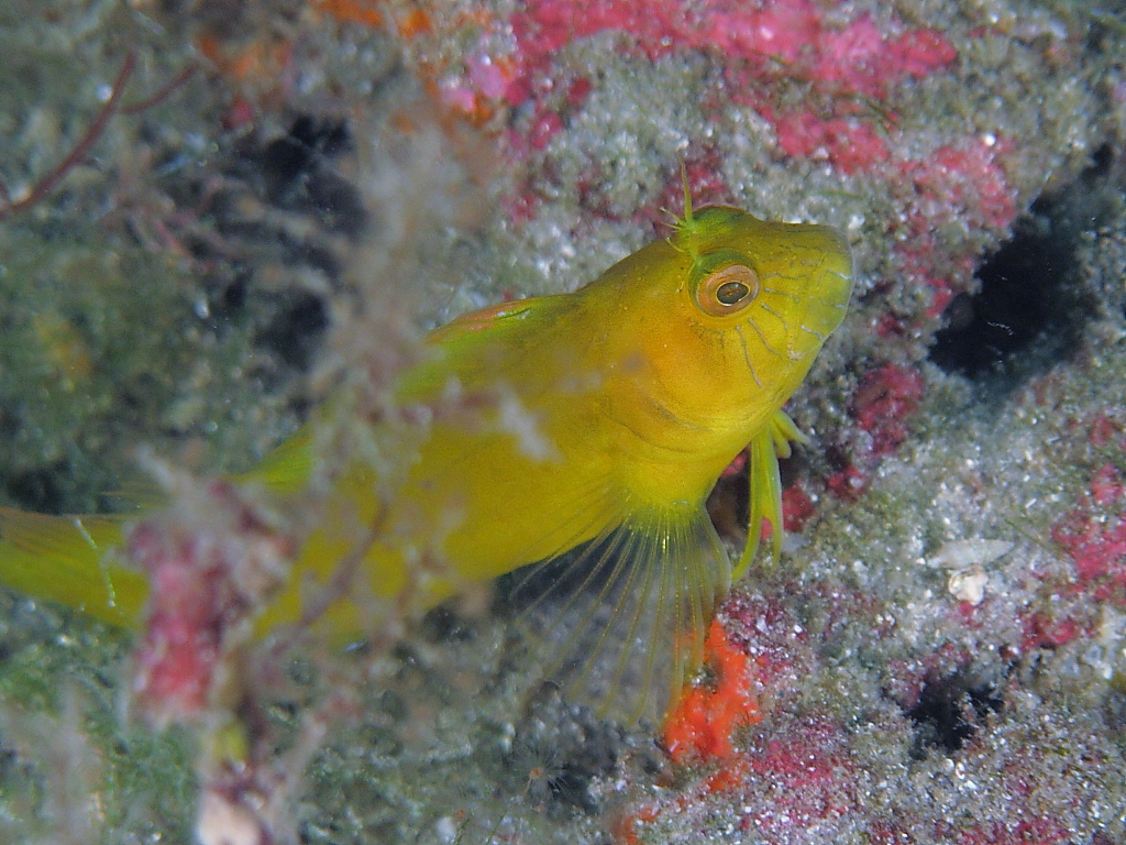 blenny801