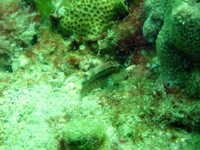 blenny9