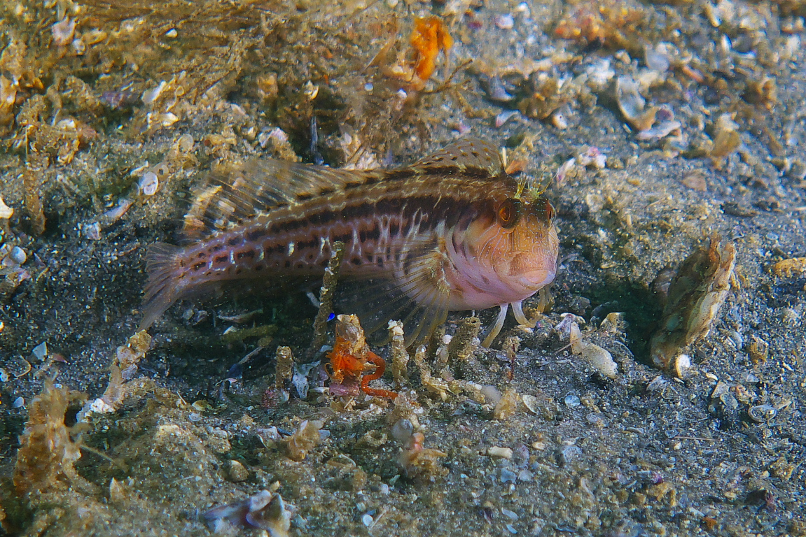 blenny_0311_001