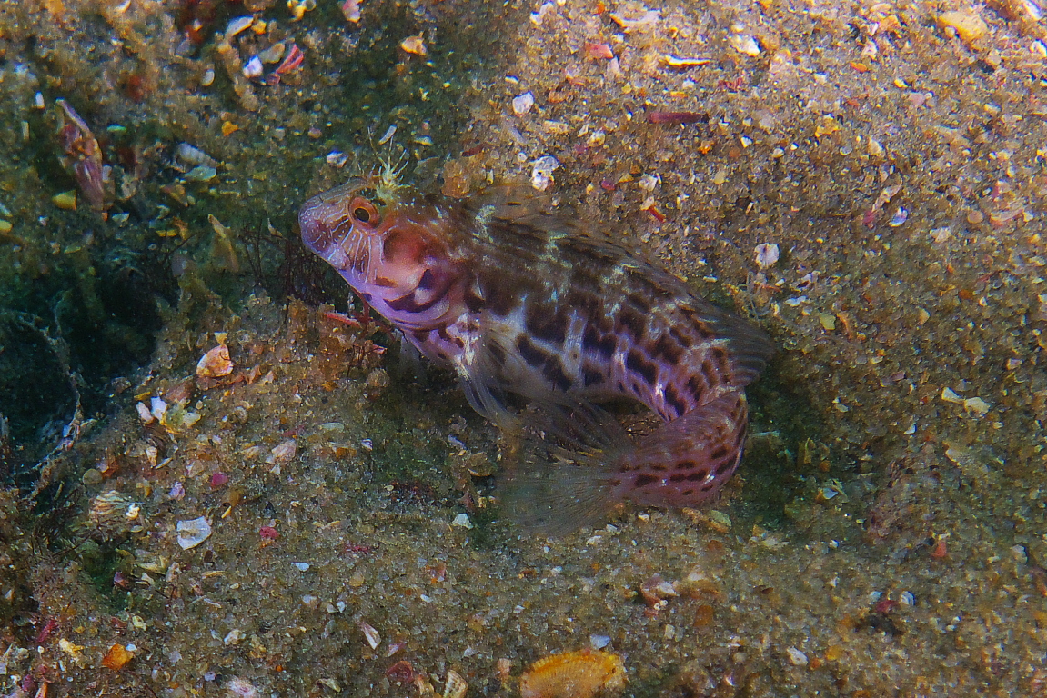 blenny_0311_003