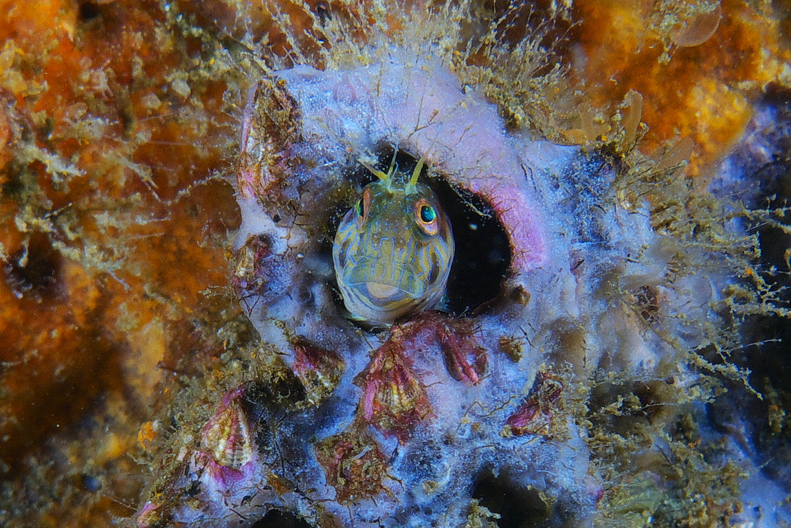 blenny_2011_06_40