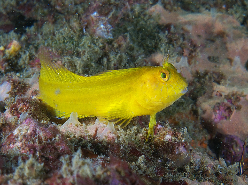 blenny_2011_07_01
