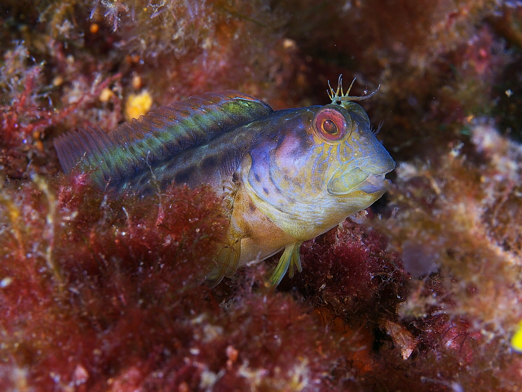 Blenny_2011_07_013