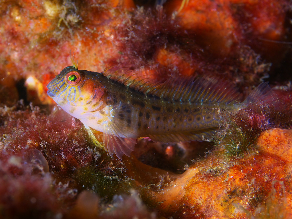 blenny_2011_07_23_003