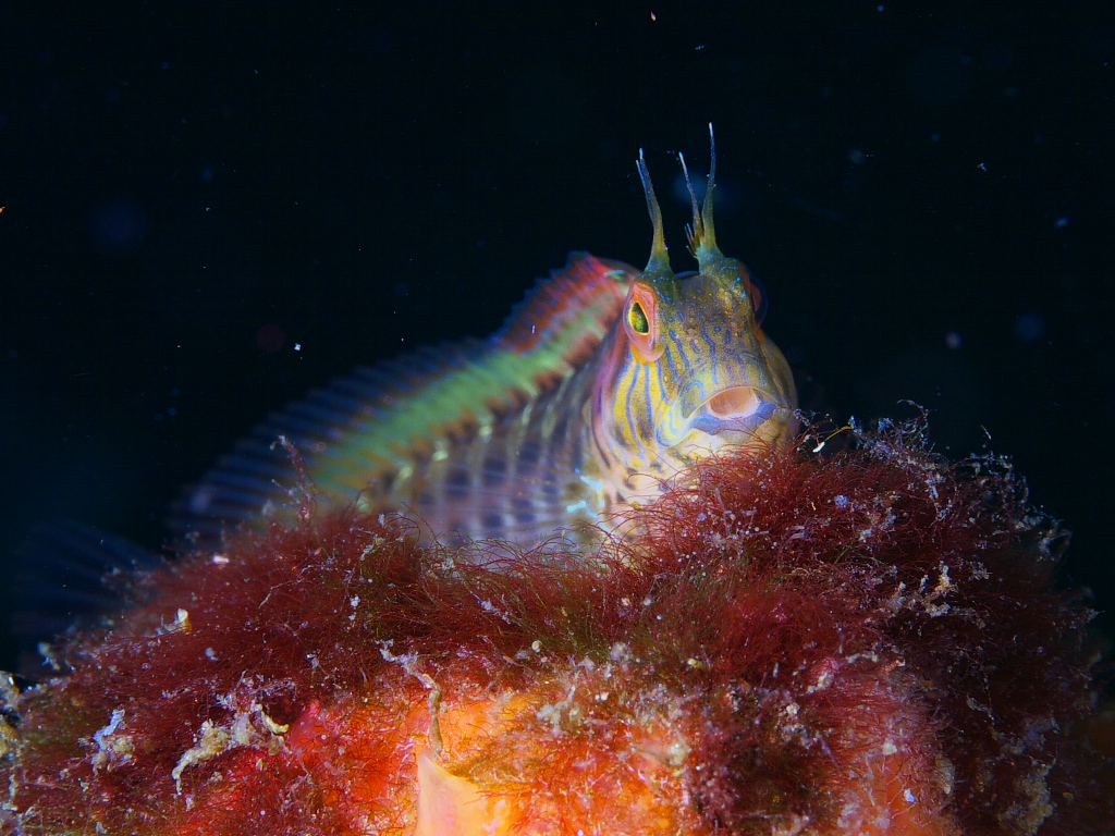 blenny_2011_07_23_004