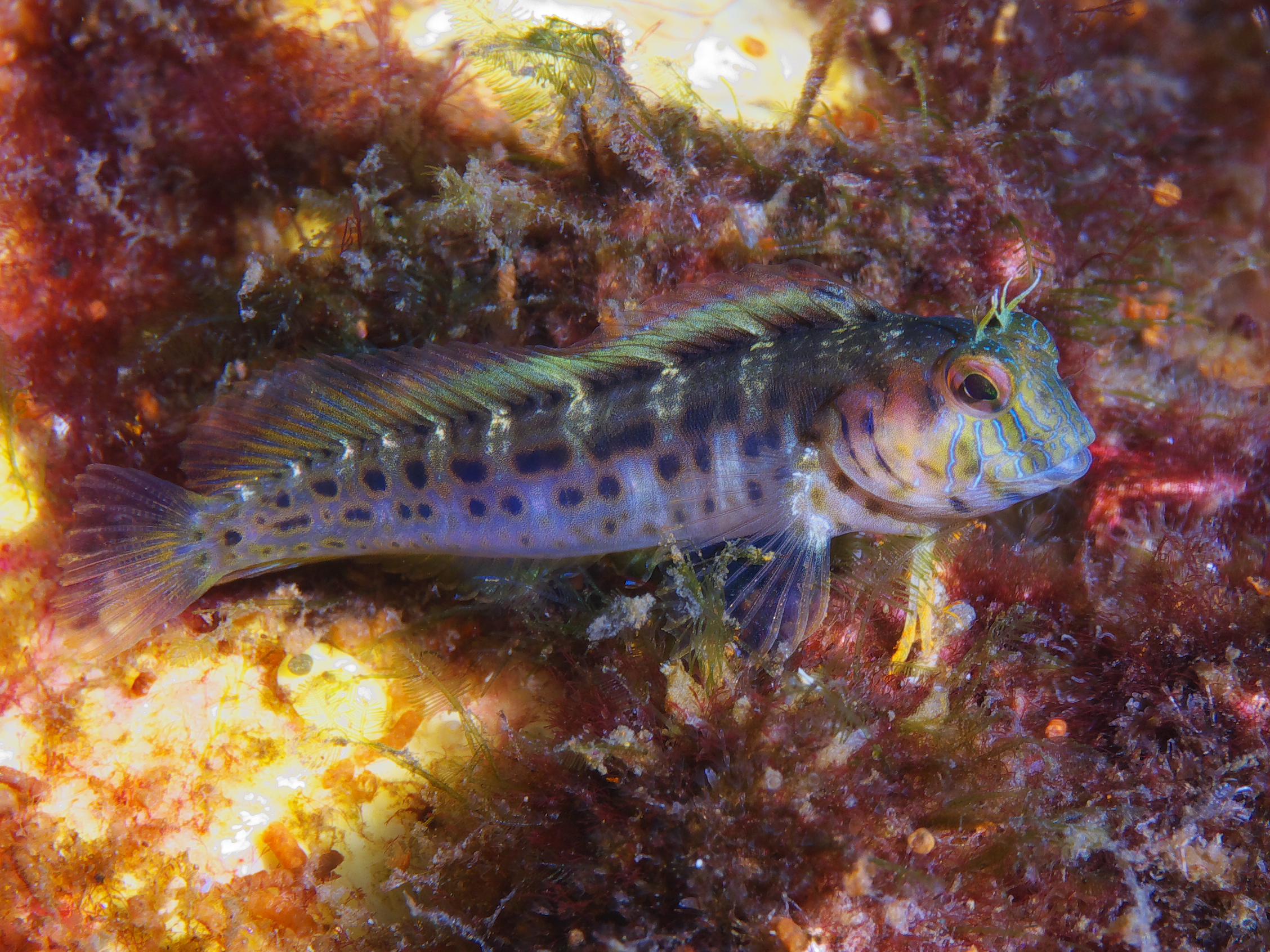 blenny_2011_07_23_006