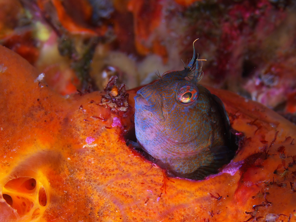 blenny_2011_07_23_007