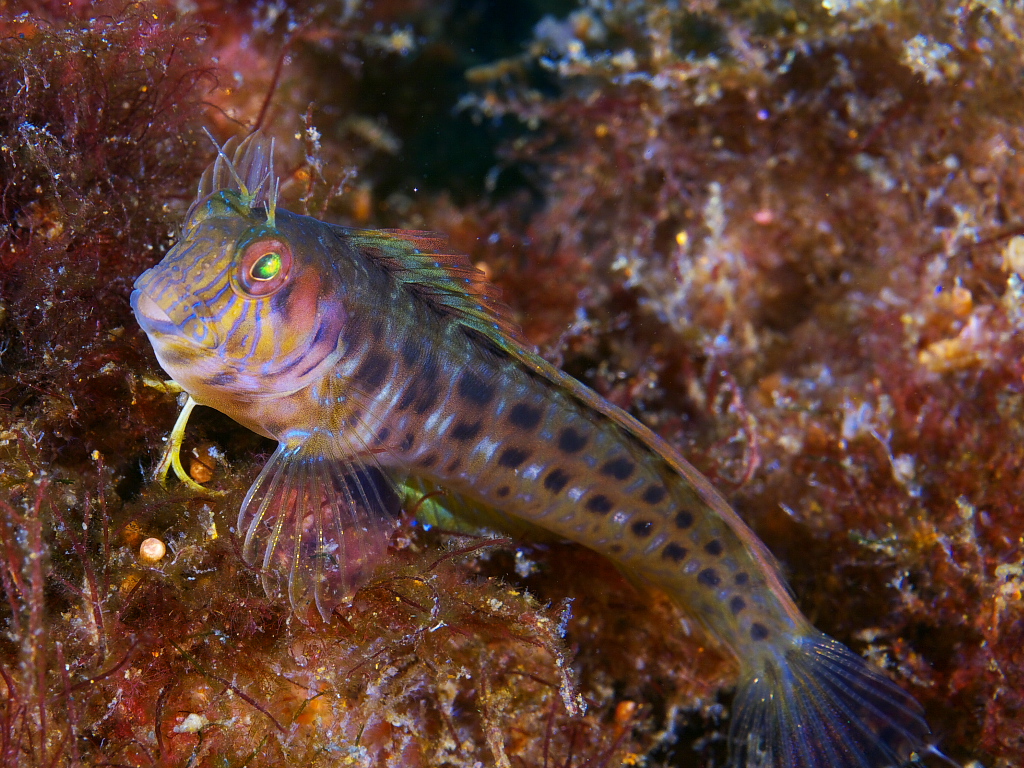 blenny_2011_07_23_008