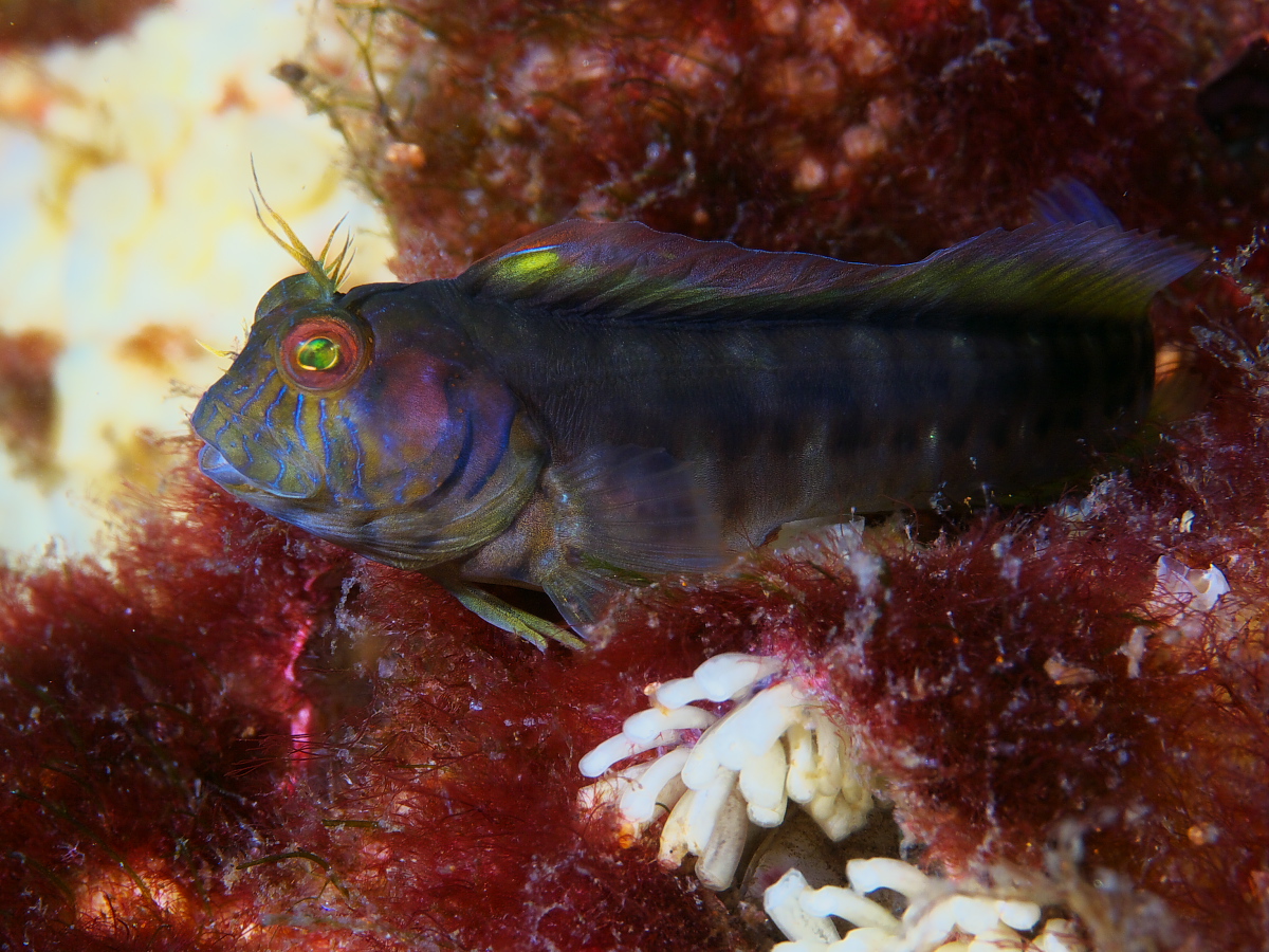 blenny_2011_07_23_009