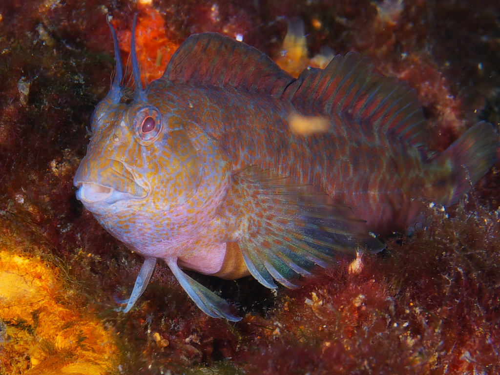 blenny_2011_07_23_010