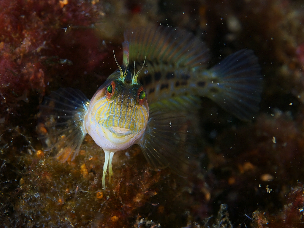 blenny_2011_07_24_012