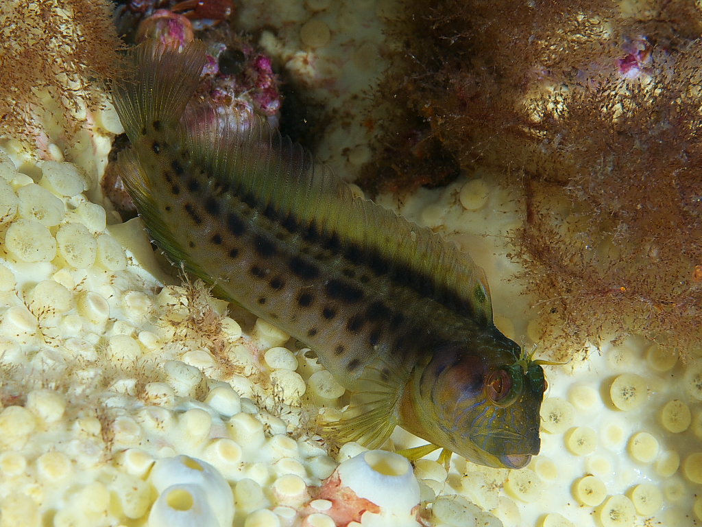 blenny_2011_07_24_014