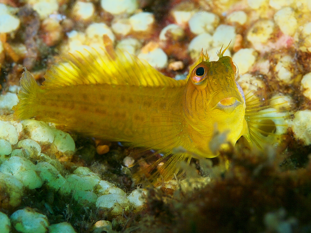 blenny_2011_07_24_016