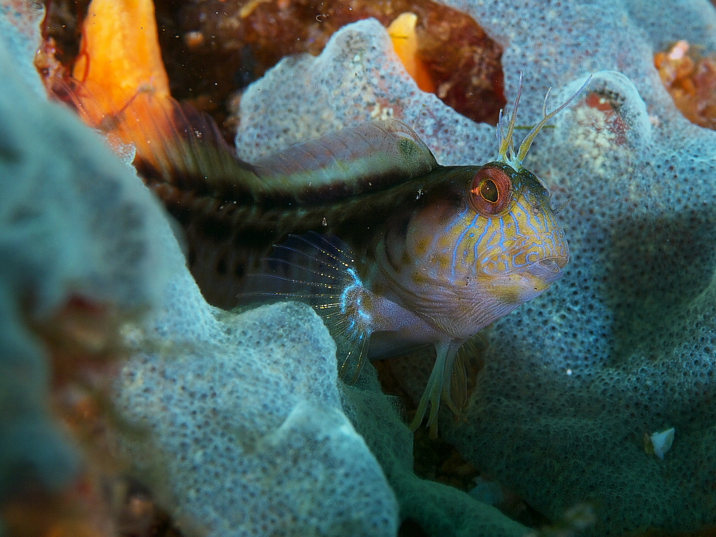 blenny_2011_07_24_018