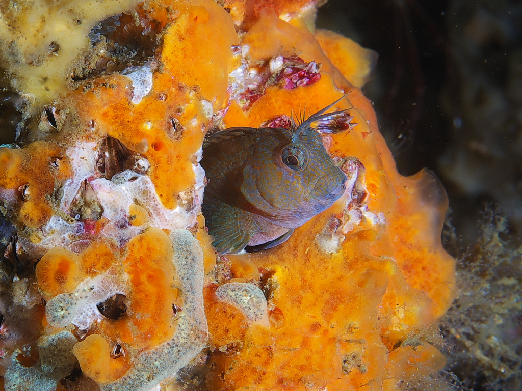 blenny_2011_07_24_019