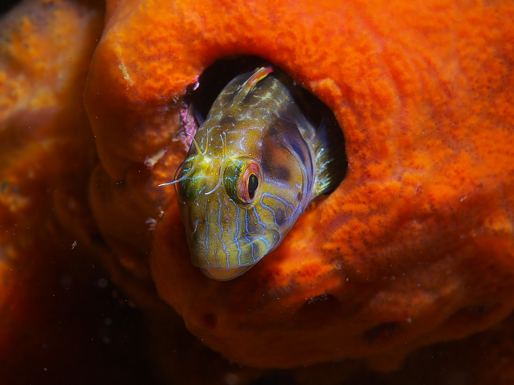 blenny_2011_07_24_020