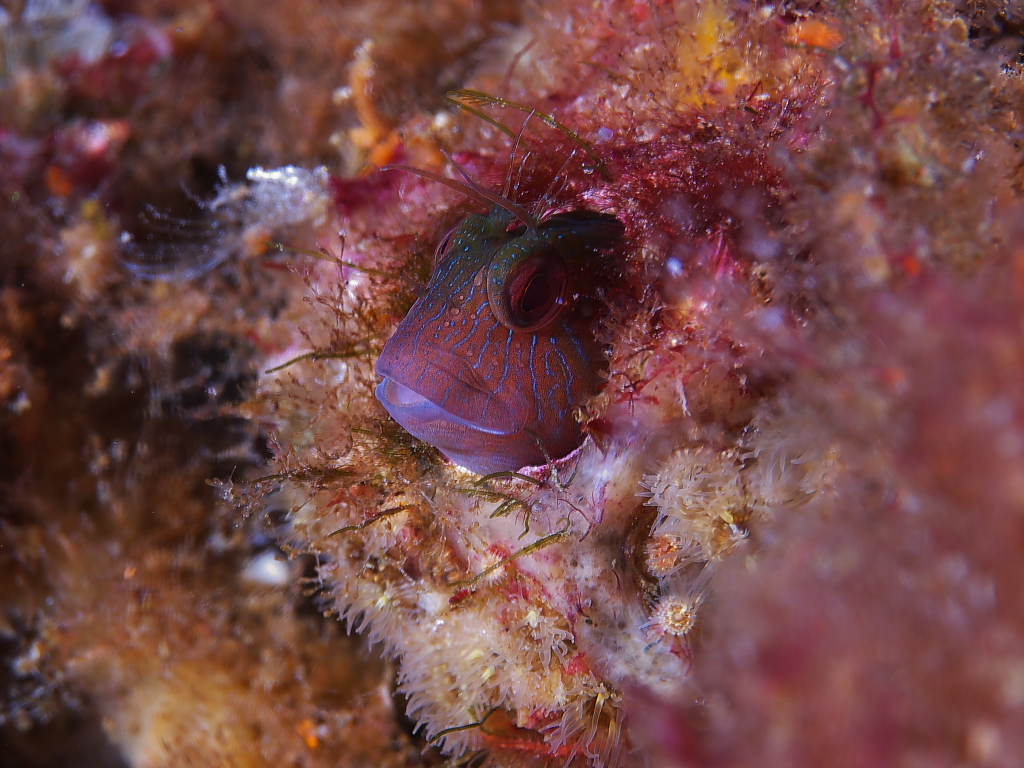 blenny_2011_07_24_021