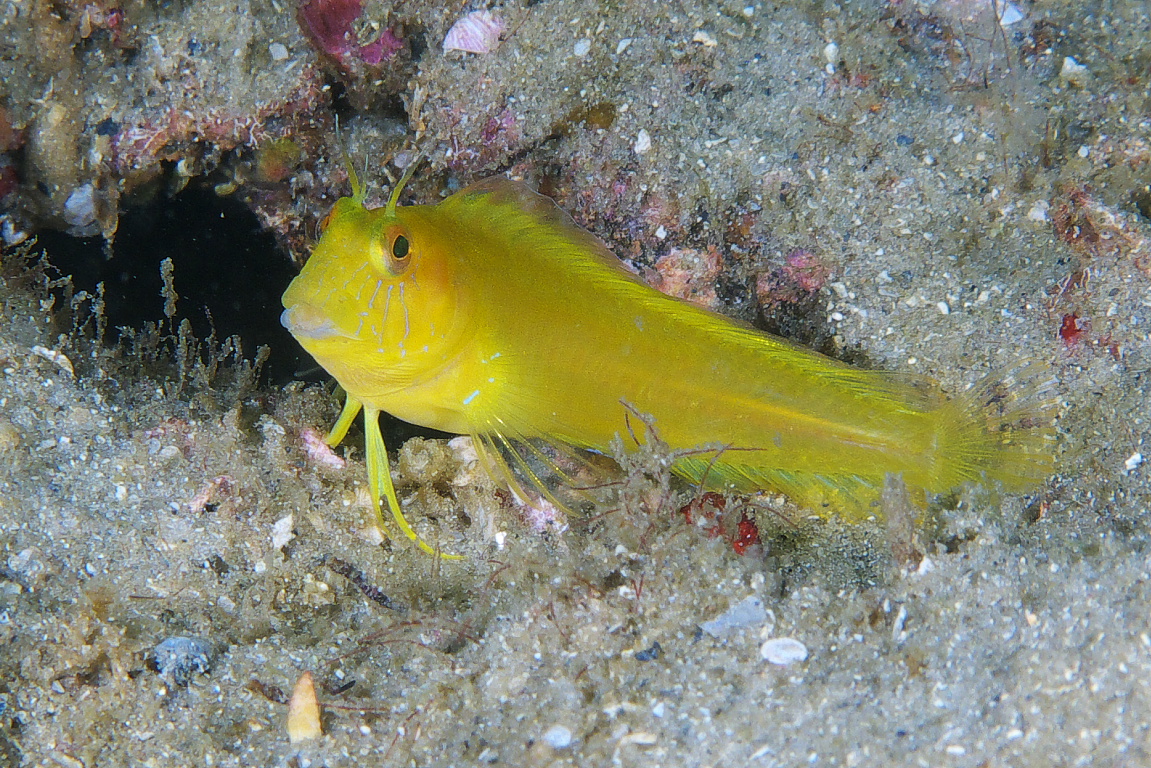 blenny_2011_07_30
