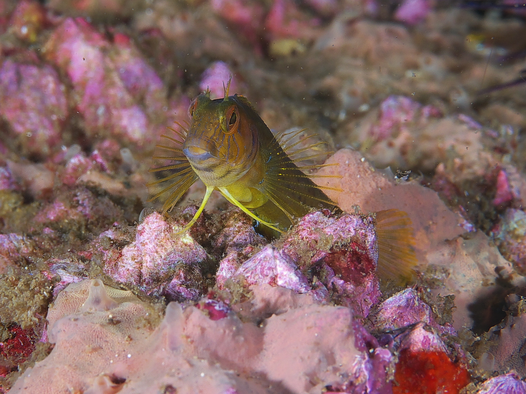 blenny_2011_07_31_04