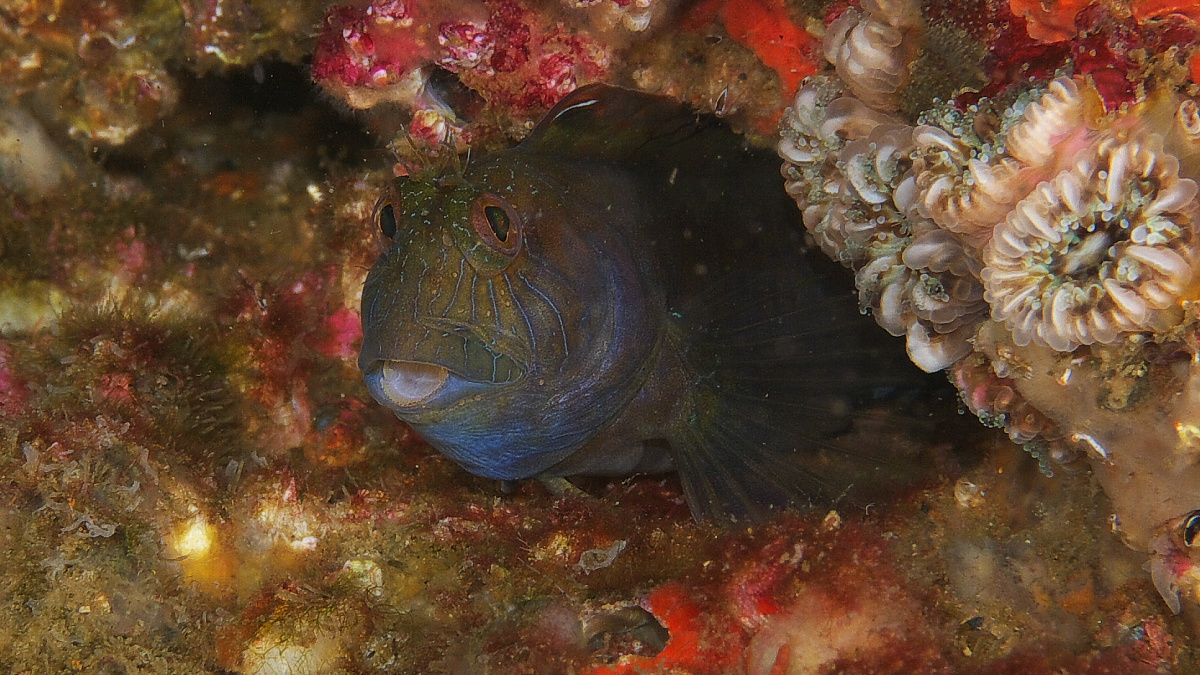 blenny_2011_07_41