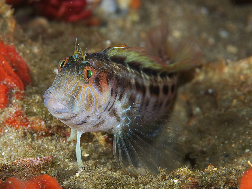 blenny_2011_07_42