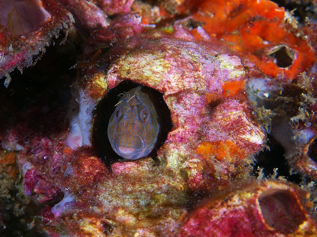 blenny_2011_24_016