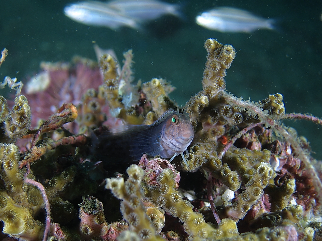 blenny_820