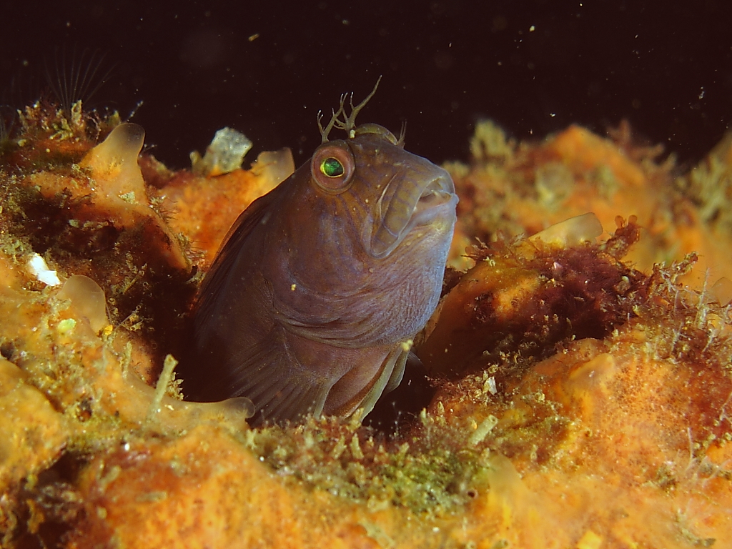 Blenny_830