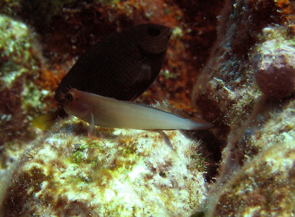 Blenny_on_rock_sm