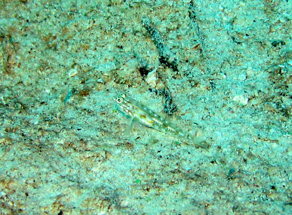 Blenny_on_Sand_D23_sm