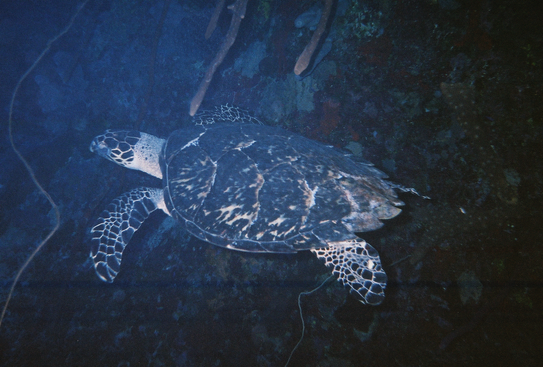 Bloody Bay Wall Turtle