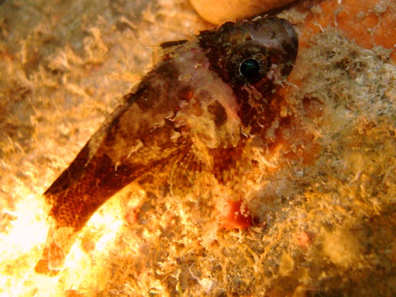 Blotchfin scorpionfish