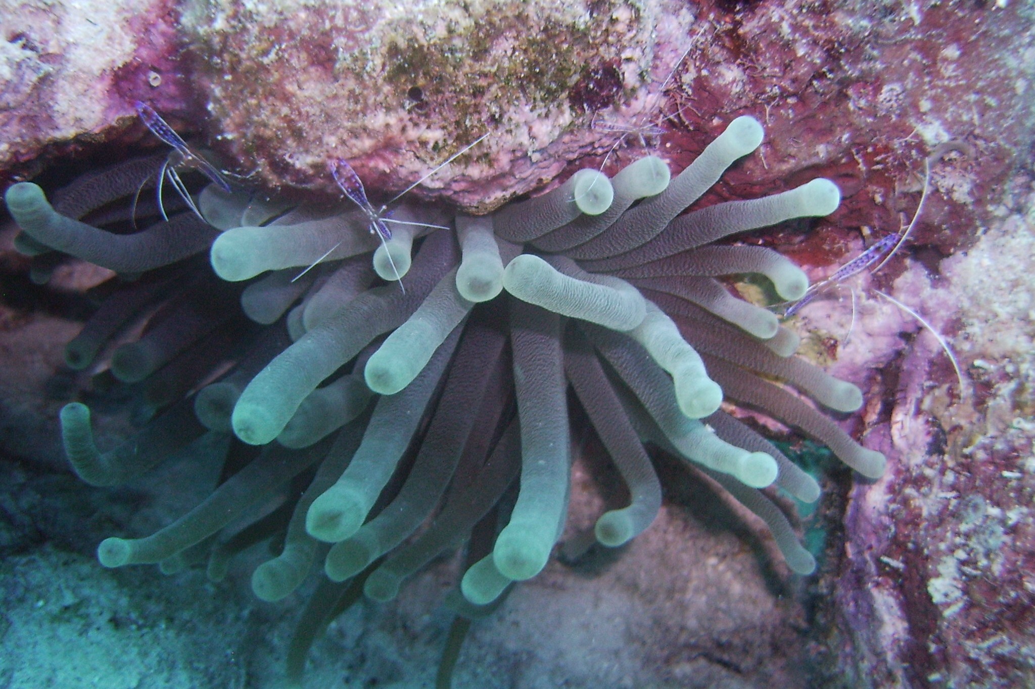 Blue anenome and shrimp