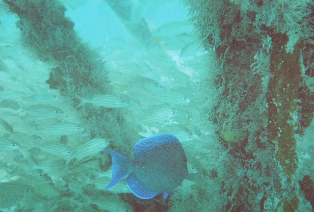 Blue Angelfish