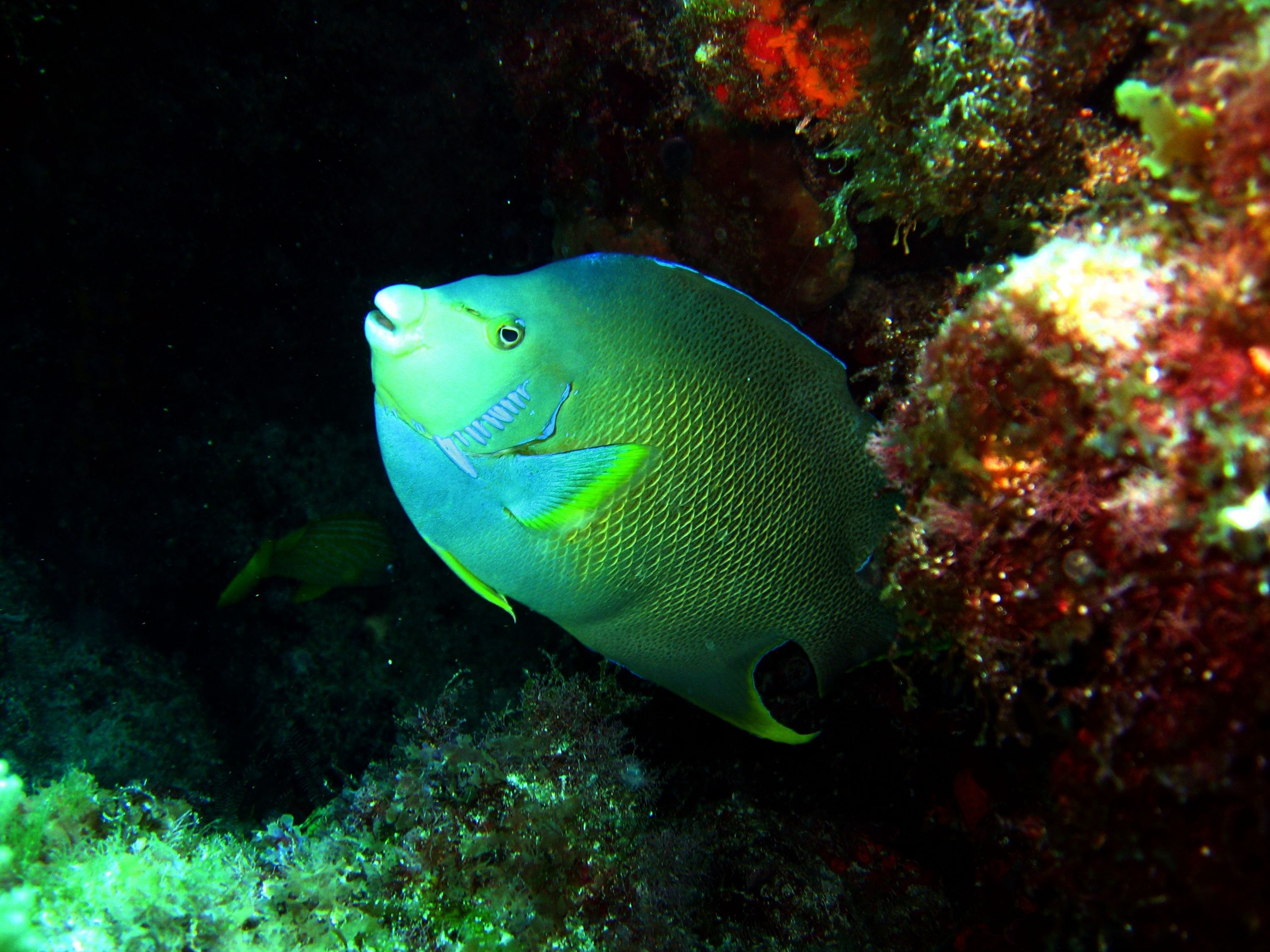 Blue Angelfish