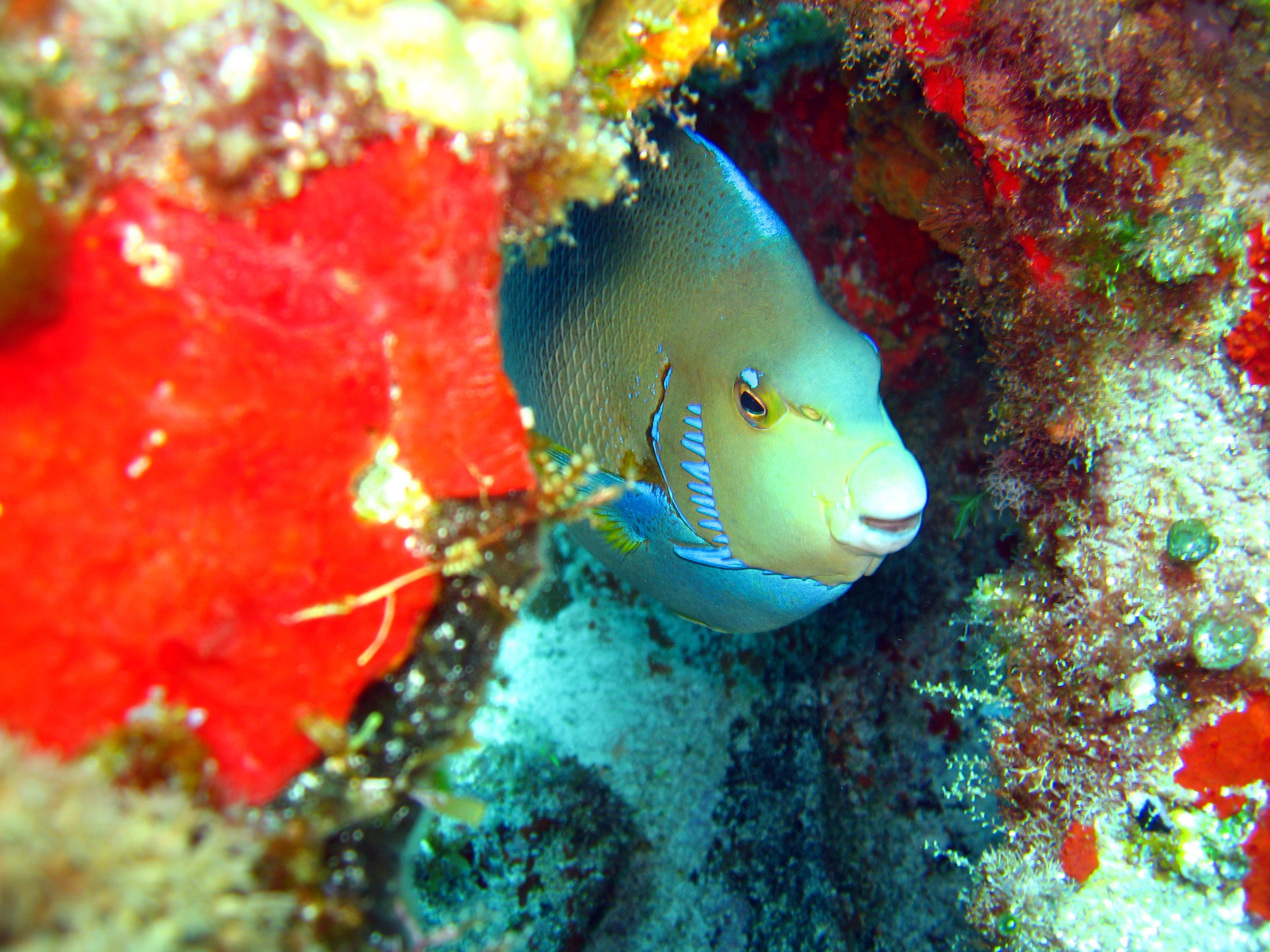 Blue Angelfish