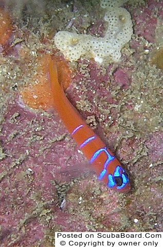 blue banded goby