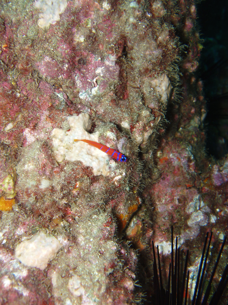 Blue Banded Goby