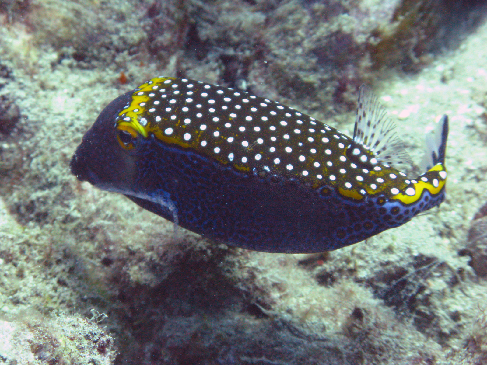 Blue Boxfish