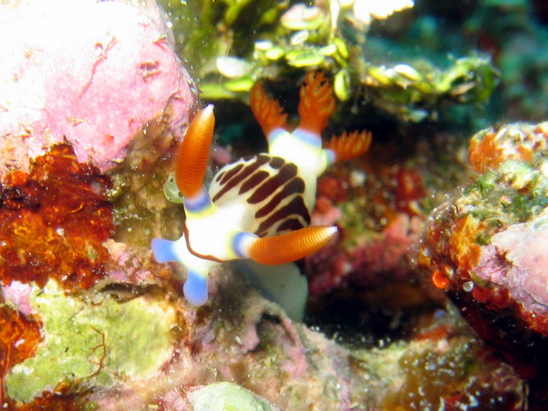 Blue, Brown & White Nudibranch